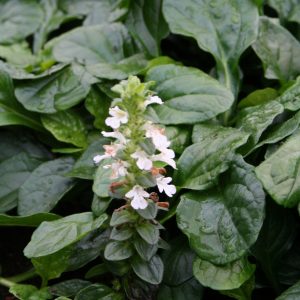 Revsuga - Ajuga reptans ‘Alba’ 