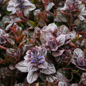 Revsuga Rödbladig - Ajuga reptans ‘Braunherz’