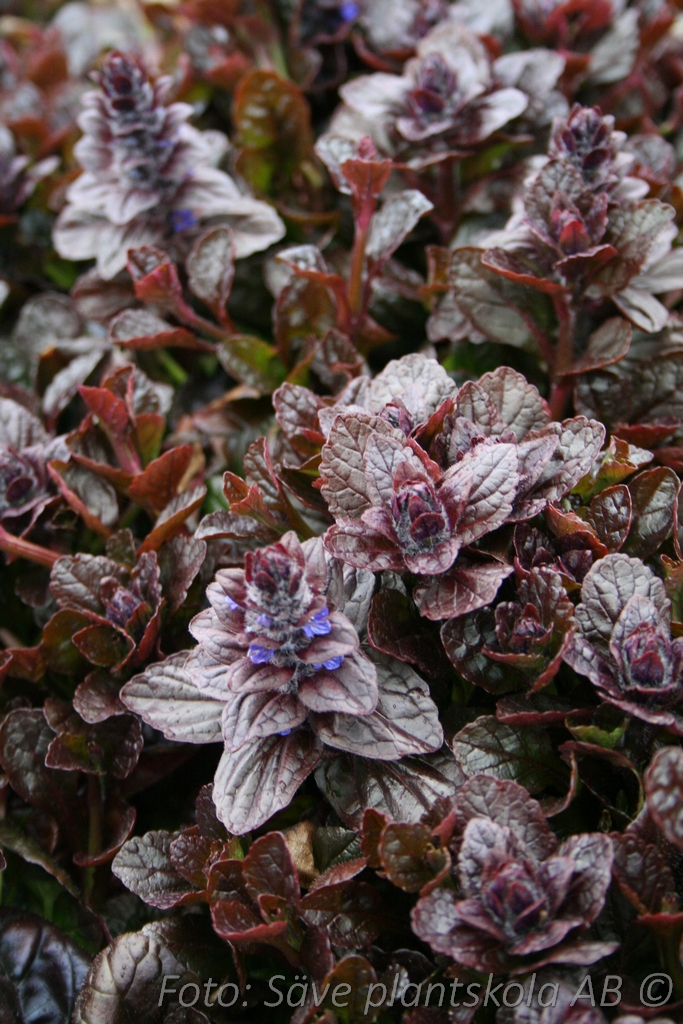 Revsuga Rödbladig - Ajuga reptans ‘Braunherz’