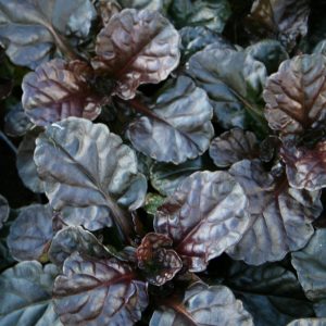 Revsuga - Ajuga reptans ´Black Scallop´ (PBR)