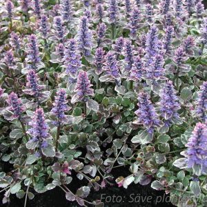 Revsuga Brokbladig - Ajuga reptans ‘Burgundi Glow’