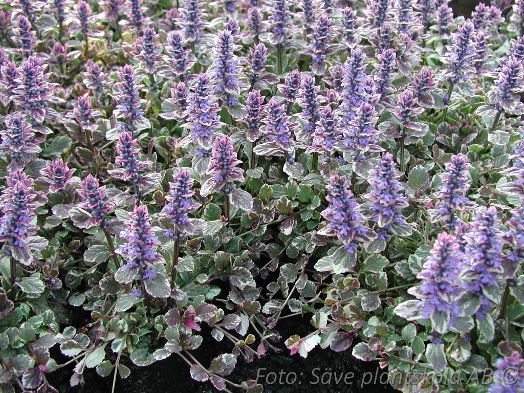 Revsuga Brokbladig - Ajuga reptans ‘Burgundi Glow’