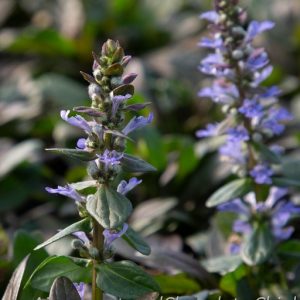 Revsuga - Ajuga reptans ´Chocolate Chip´