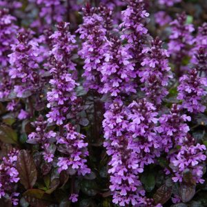 Revsuga -  Ajuga reptans 'Midnight Mystery'