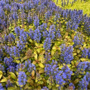 Revsuga -  Ajuga reptans 'Petite Parakeet'