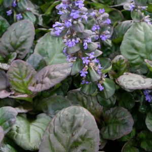 Revsuga -  Ajuga reptans ´Catlin´s Giant ´