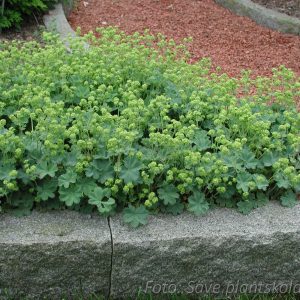 Daggkåpa Rödskaftad - Alchemilla erythropoda