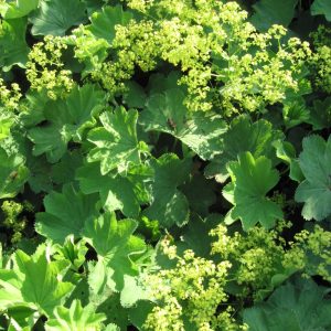 Liten Praktdaggkåpa - Alchemilla epipsila