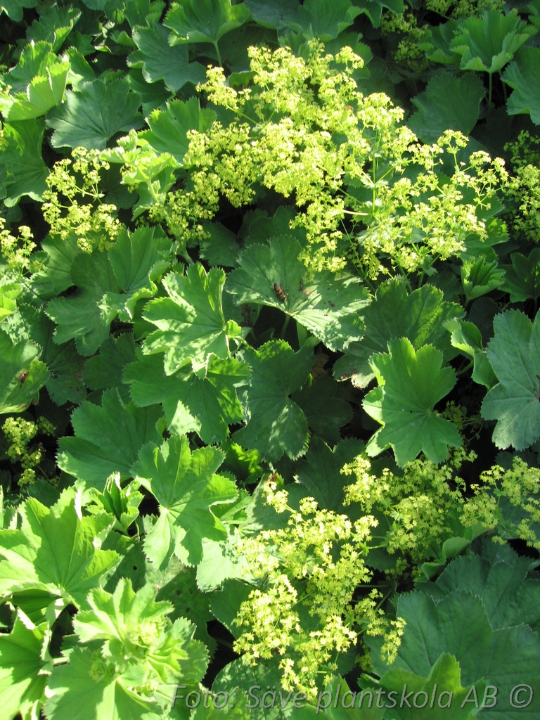 Liten Praktdaggkåpa - Alchemilla epipsila