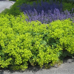 Jättedaggkåpa - Alchemilla mollis