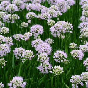 Rysslök -  Allium angulosum ´Summer Beauty´