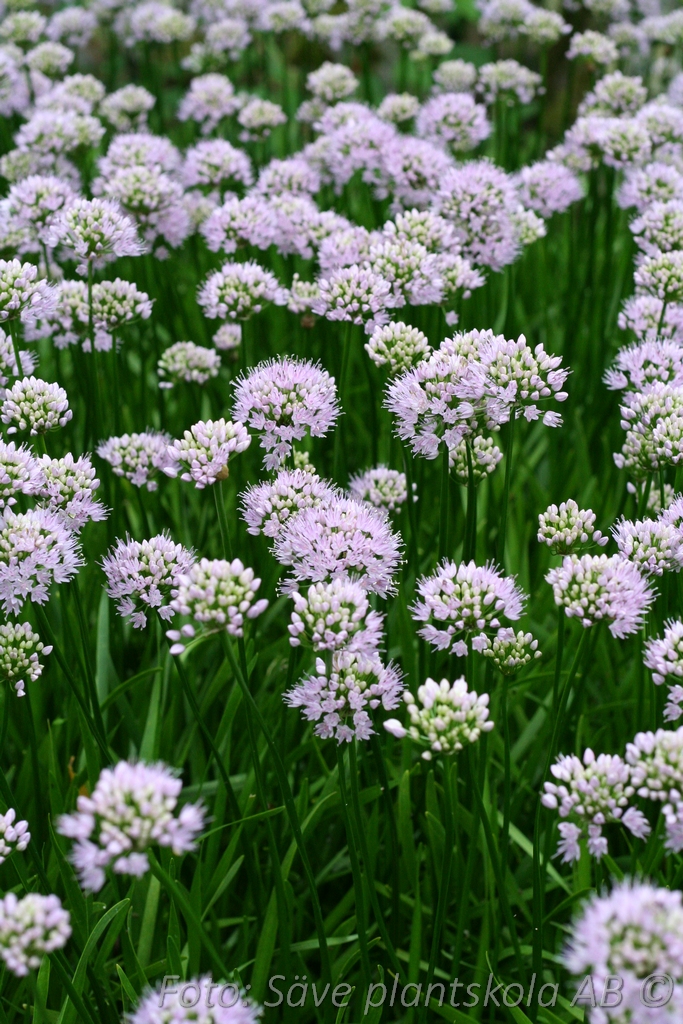 Rysslök - Allium angulosum ´Summer Beauty´