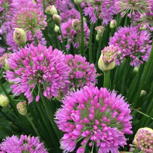 Trädgårdskantlök - Allium millenium ‘Millenium’