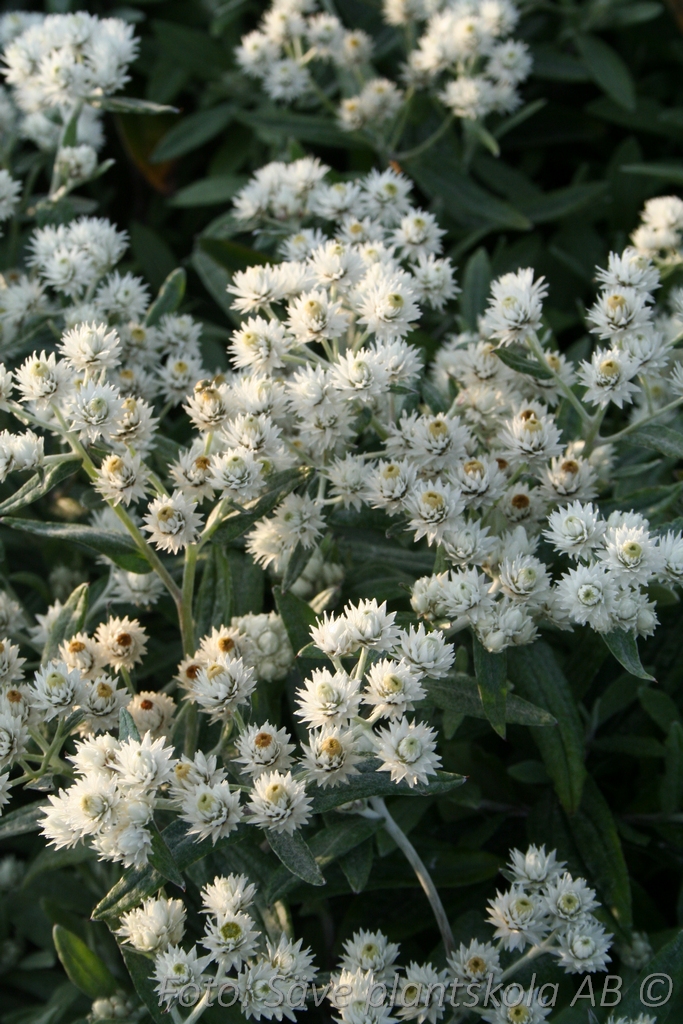 Ulleternell - Anaphalis triplinervis 'Sommerschnee'