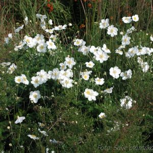 Höstanemon Vit ‘Honorine Jobert’ Anemone japonica ‘Honorine Jobert’