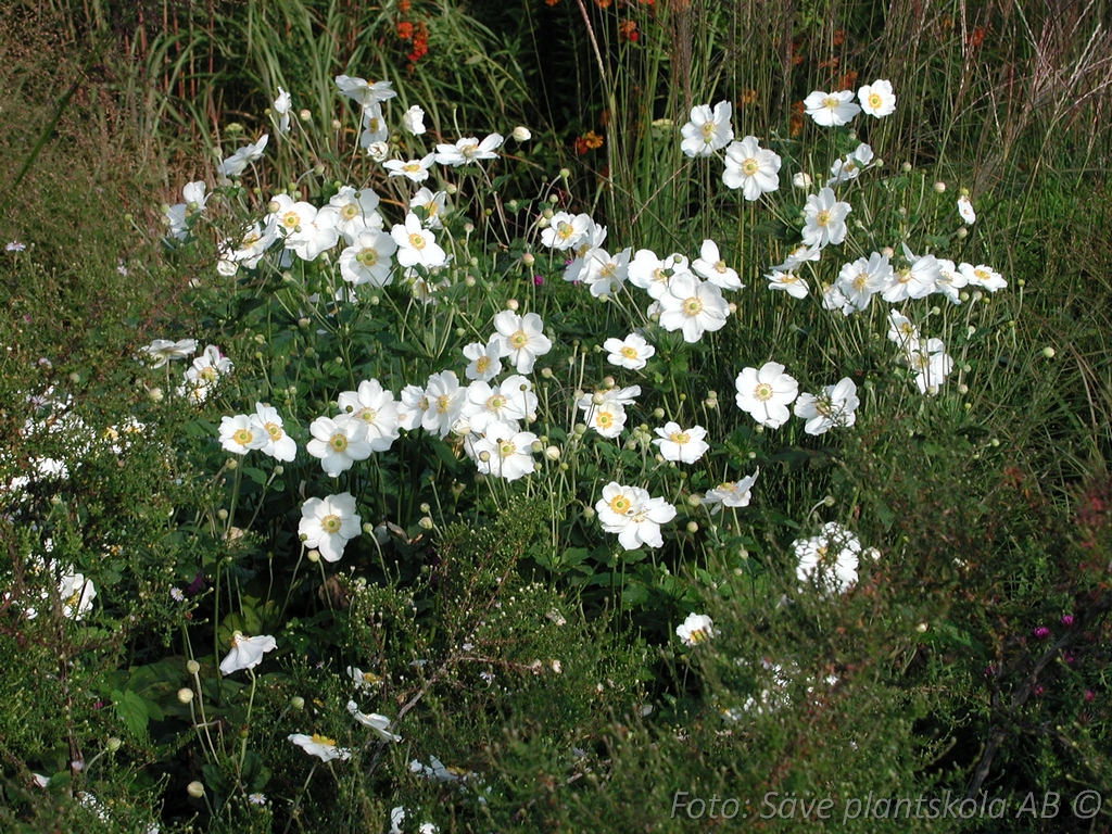 Höstanemon Vit ‘Honorine Jobert’ Anemone japonica ‘Honorine Jobert’