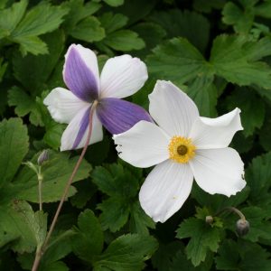 Trädgårdsanemon - Anemone ‘Wild Swan’