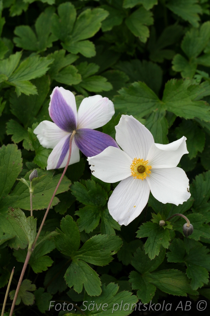 Trädgårdsanemon - Anemone ‘Wild Swan’