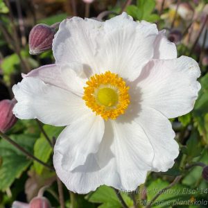 Höstanemon - Anemone hybrida 'Fantasy Elsa' (PBR)