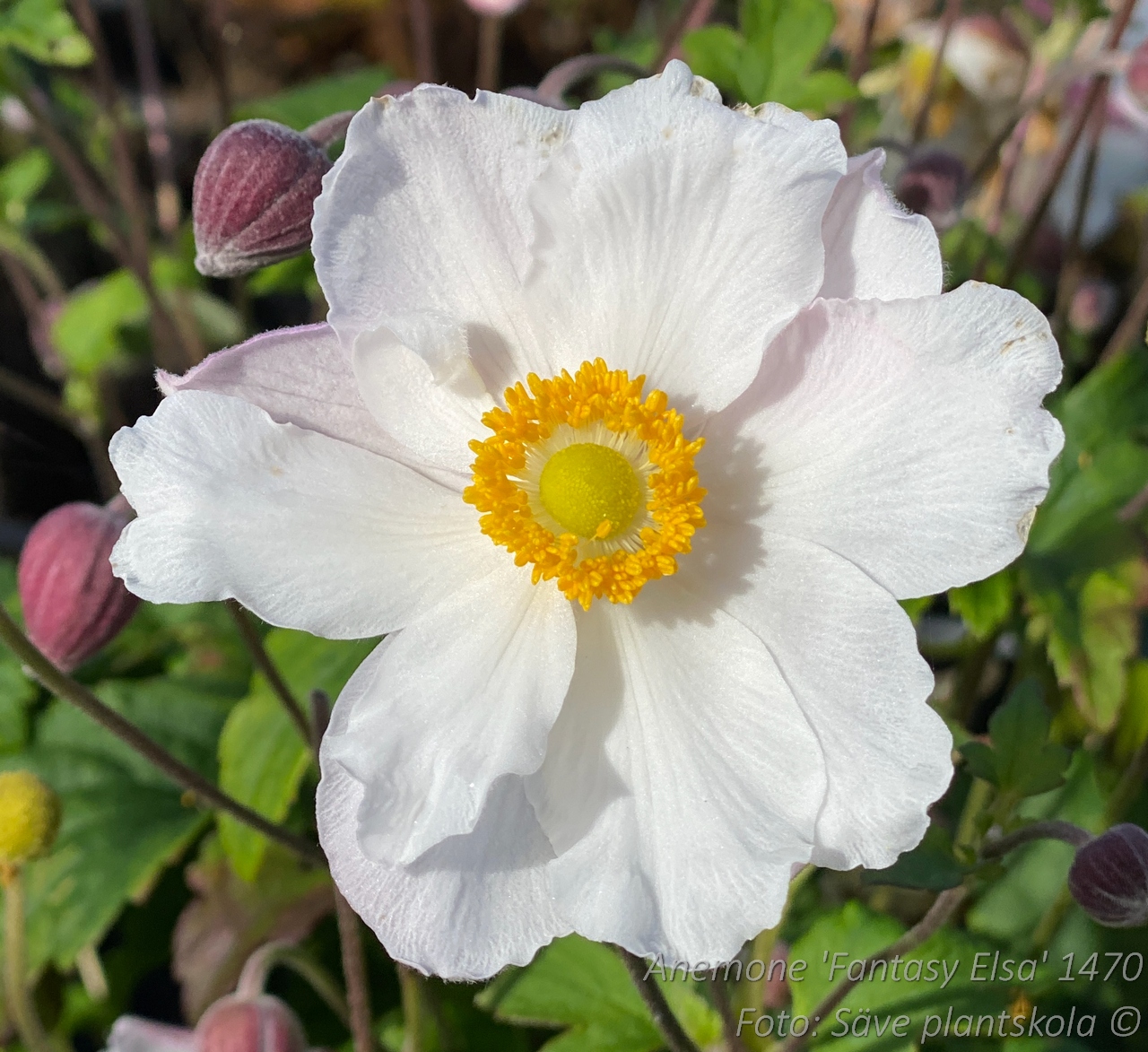 Höstanemon - Anemone hybrida 'Fantasy Elsa' (PBR)