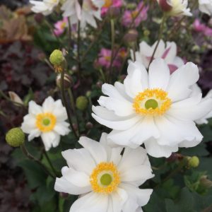 Höstanemon ‘Snow Angel’ Anemone japonica ‘Snow Angel’