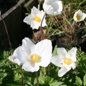 Tovsippa - Anemone sylvestris 