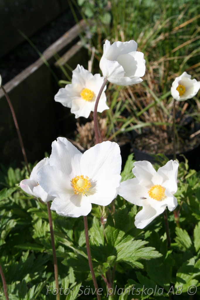 Tovsippa - Anemone sylvestris