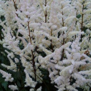 Astilbe arendsii 'Bumalda'