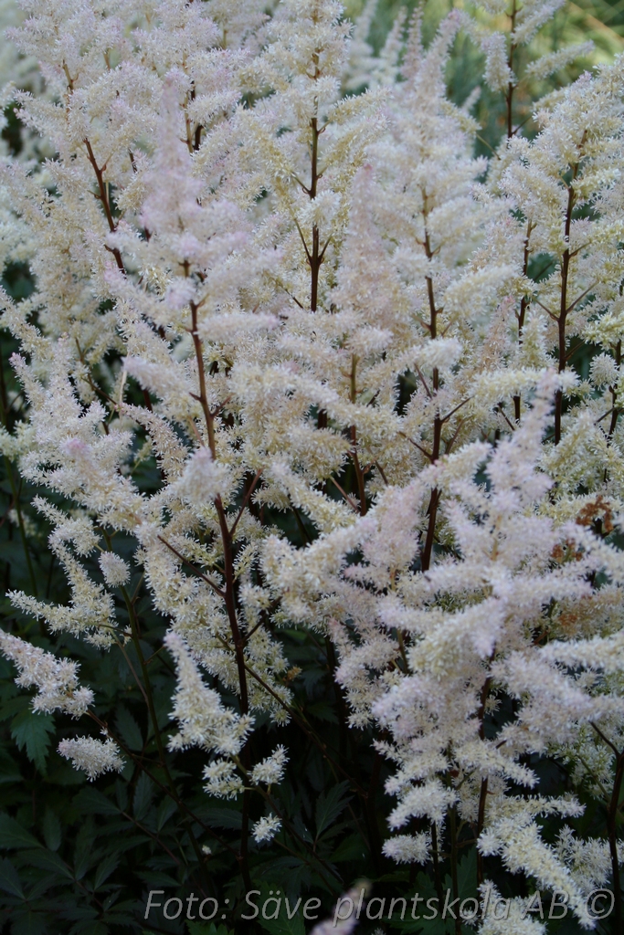 Astilbe arendsii 'Bumalda'