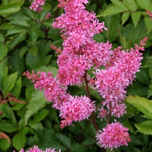 Astilbe arendsii 'Drum and Bass' (PBR)