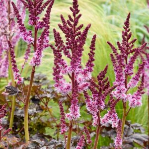 Astilbe 'Dark Side of the Moon'
