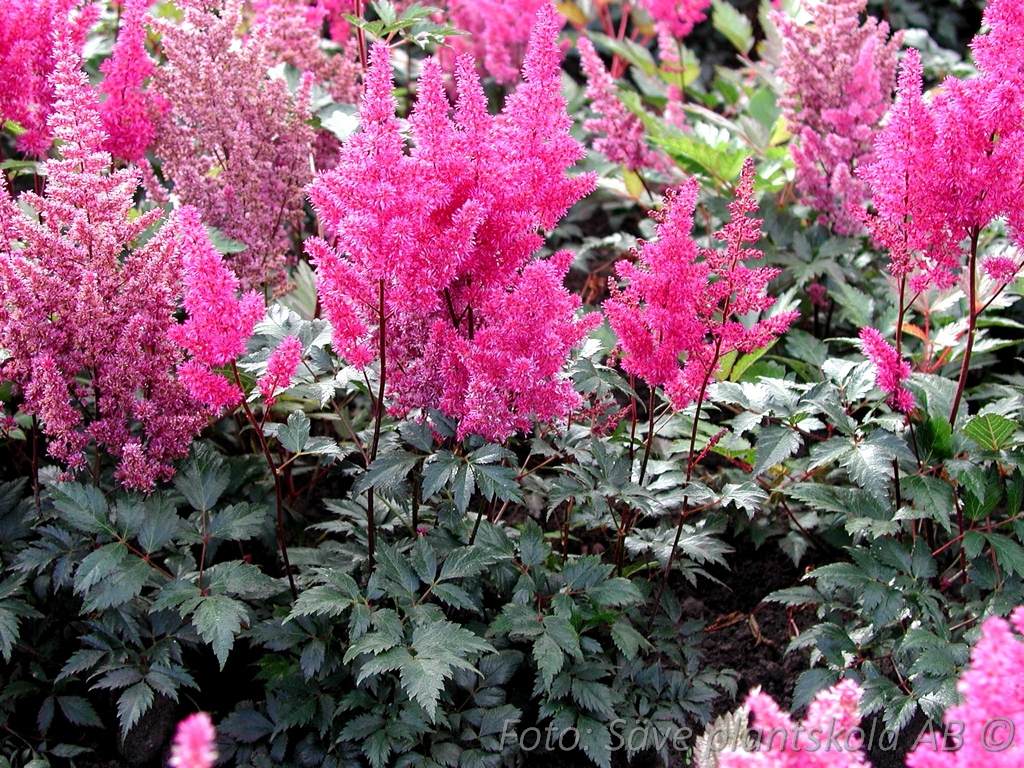 Silverastilbe - Astilbe japonica 'Elisabeth van Veen'