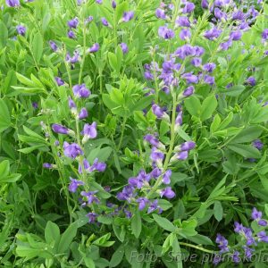 Färgväppling - Baptisia australis