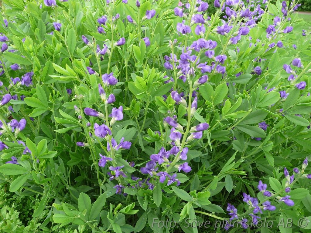Färgväppling - Baptisia australis