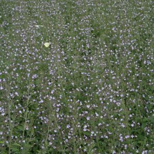 Stenkyndel - Clinopodium nepeta 'Marvelette Blue'
