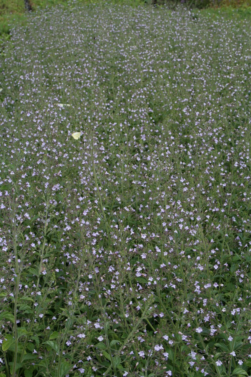 Stenkyndel - Clinopodium nepeta 'Marvelette Blue'