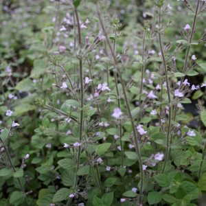 Stenkyndel - Clinopodium nepeta 'Blue Cloud'