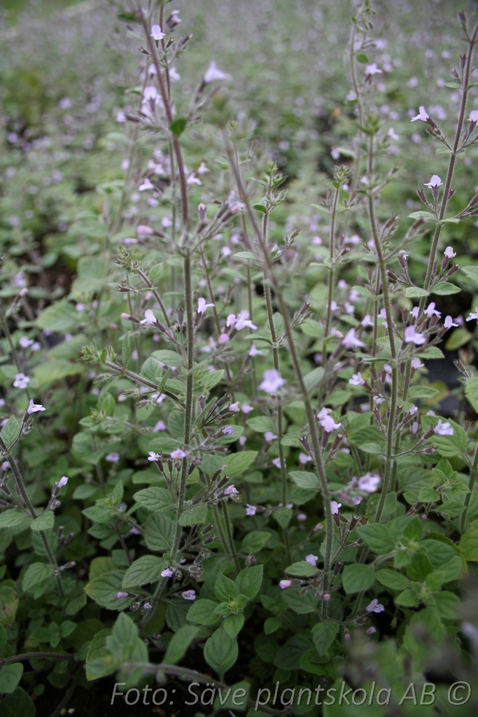 Stenkyndel - Clinopodium nepeta 'Blue Cloud'