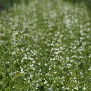Stenkyndel - Clinopodium nepeta 'Marvelette White'