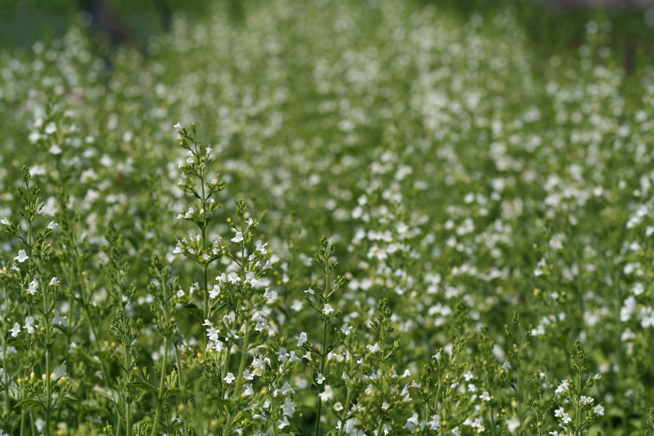 Stenkyndel - Clinopodium nepeta 'Marvelette White'