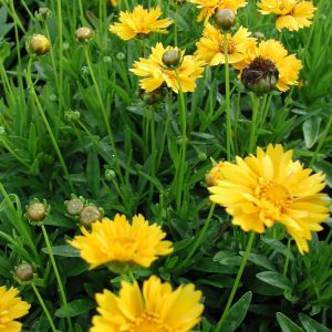 Flicköga Gul - Coreopsis grandiflora 'Early Sunrise'
