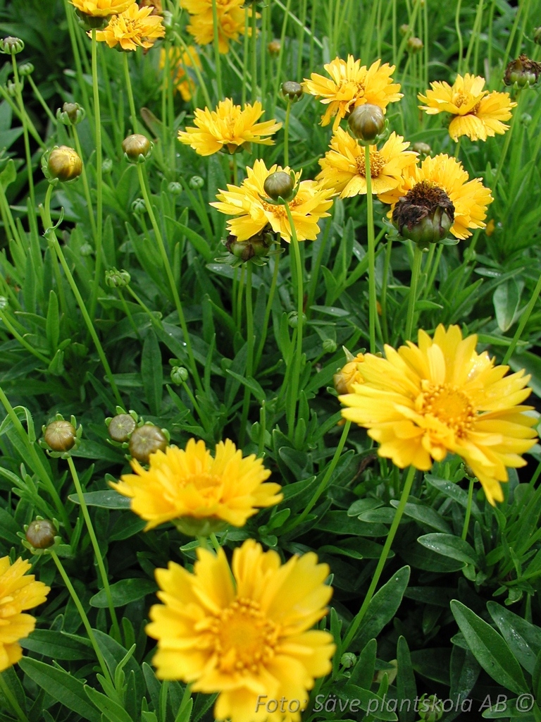 Flicköga Gul - Coreopsis grandiflora 'Early Sunrise'