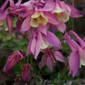 Akleja - Aquilegia 'Spring Magic Red'