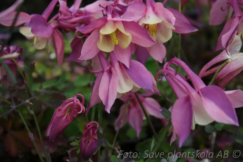 Akleja – Aquilegia ’Spring Magic Red’