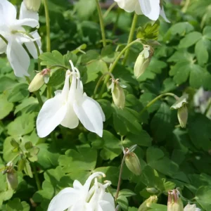 Akleja - Aquilegia 'Spring Magic White'