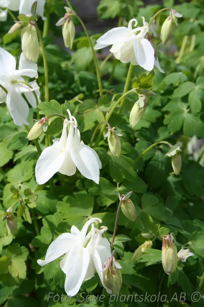 Akleja – Aquilegia ’Spring Magic White’