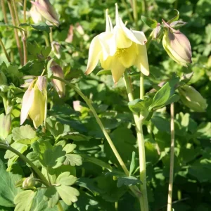 Akleja - Aquilegia 'Spring Magic Yellow'