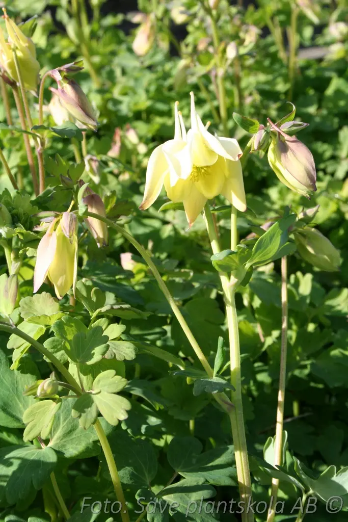 Akleja – Aquilegia ’Spring Magic Yellow’