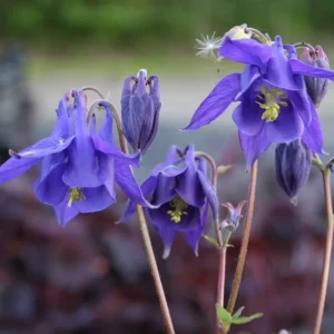 Akleja - Aquilegia vulgaris