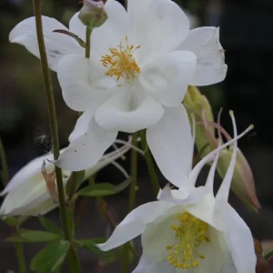 Akleja - Aquilegia vulgaris 'Nivea'